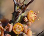 Euphorbia sp nova aff actinoclada Langobaya GPS188 Kenya 2014_1484 vyrez.jpg